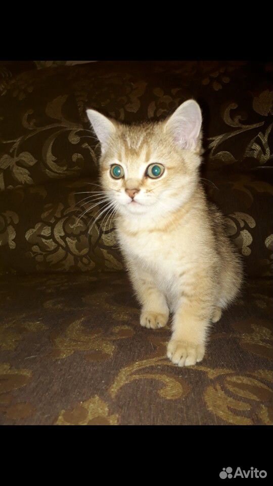 Шотландский котик купить на Зозу.ру - фотография № 2