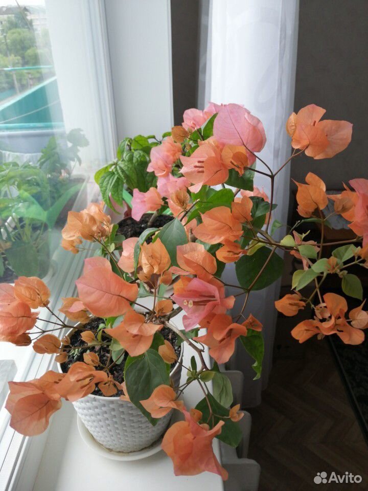 Бугенвиллия, цвет персиковая и фуксия купить на Зозу.ру - фотография № 1