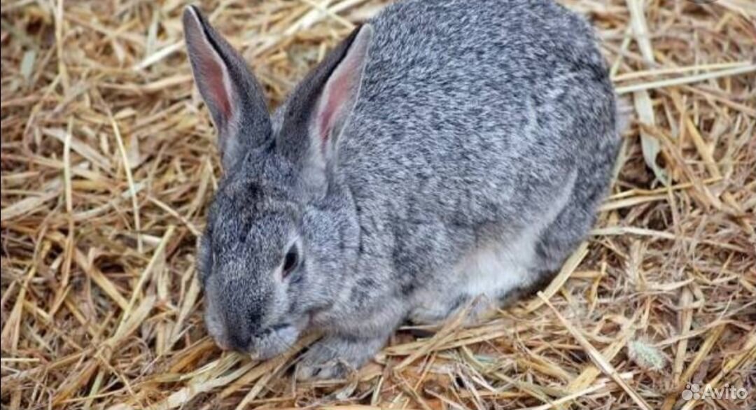 К чему снится кролик серый. Кролики. Серый кролик. Заяц серый. Кролик серого цвета.
