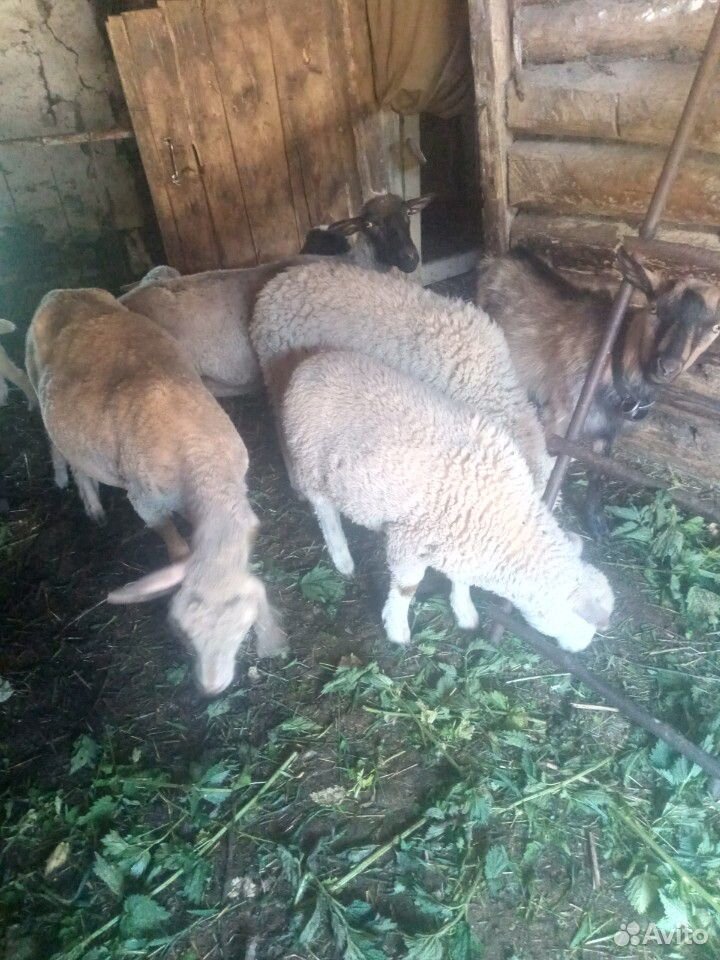 Куйбышевские овцы купить на Зозу.ру - фотография № 5