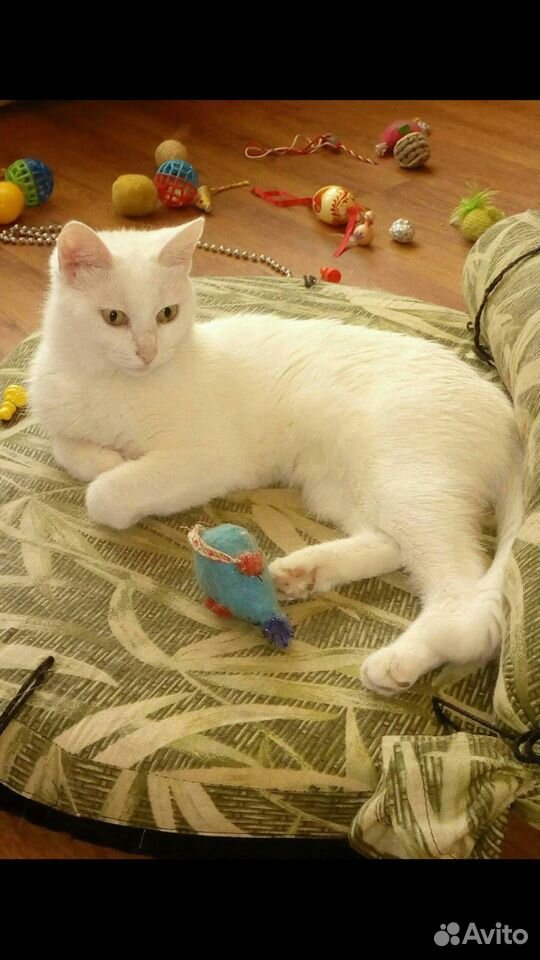 Белая кошка в добрые руки купить на Зозу.ру - фотография № 8