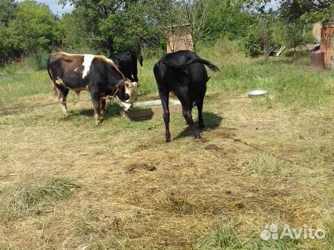 Две Тёлки и один бык купить на Зозу.ру - фотография № 2