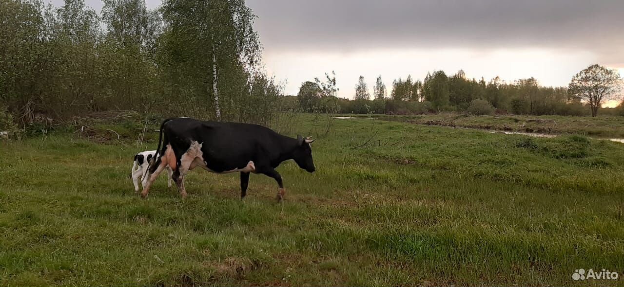Коровы купить на Зозу.ру - фотография № 10