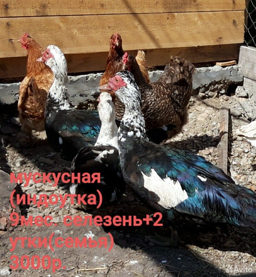 Домашняя птица(утки,гуси) купить на Зозу.ру - фотография № 2