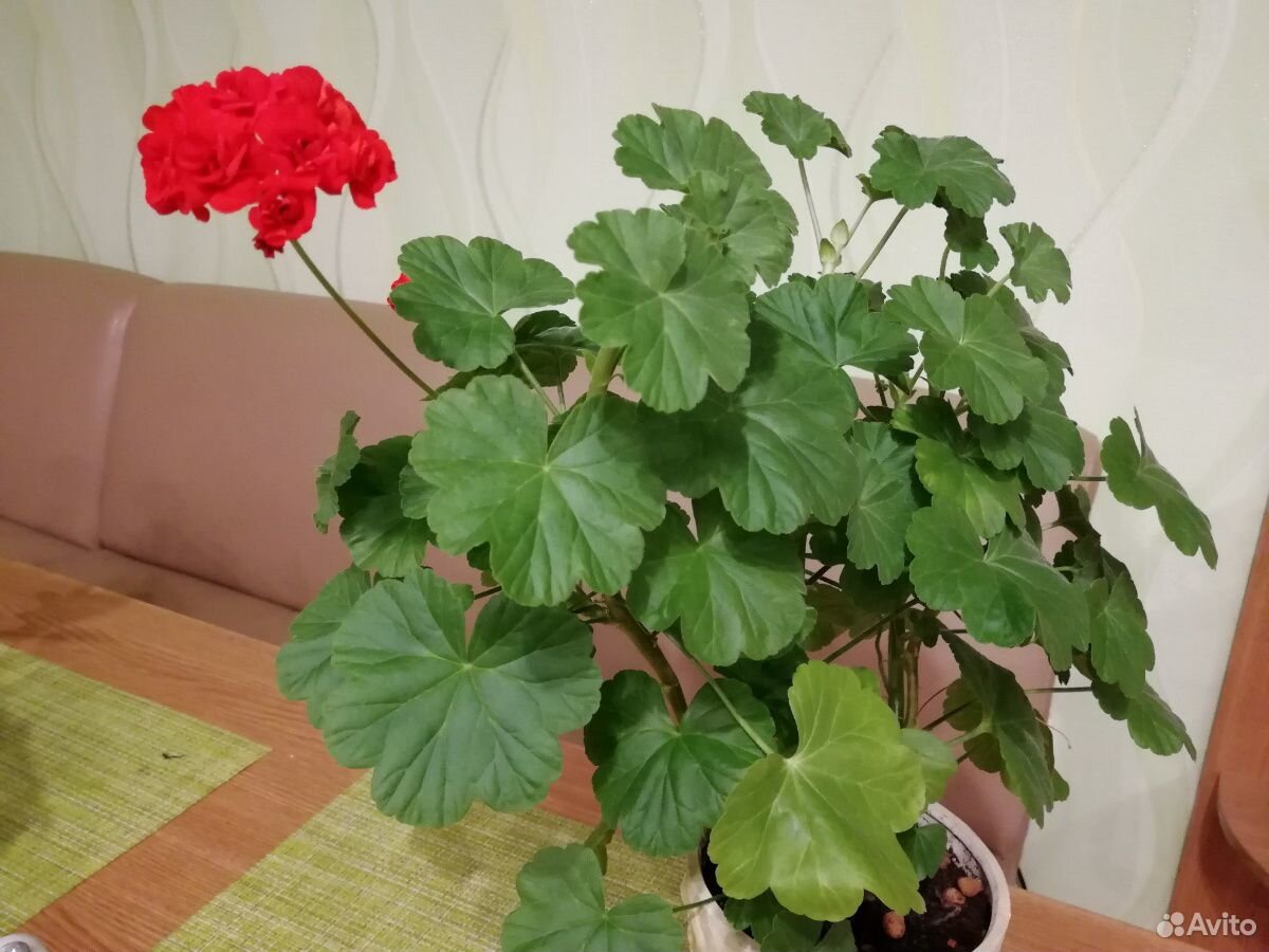 Пеларгония (герань) красная соцветия розочкой купить на Зозу.ру - фотография № 4