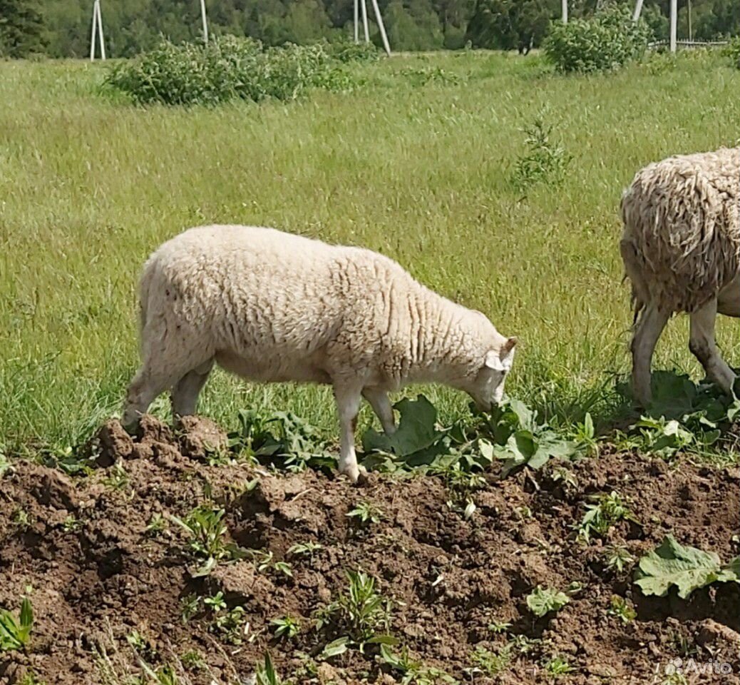 Овцы. баран на племя от катумского барана купить на Зозу.ру - фотография № 8