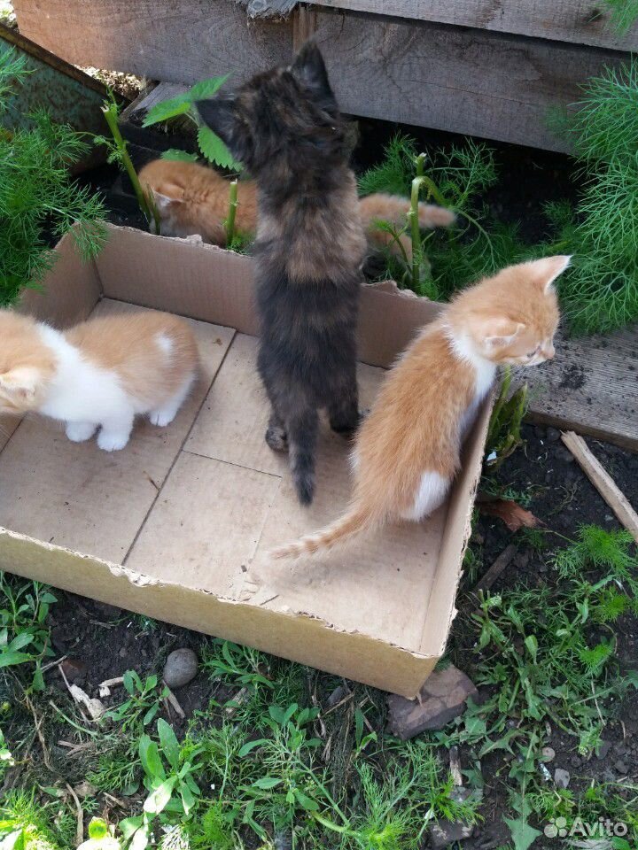 Четыре котенка купить на Зозу.ру - фотография № 1