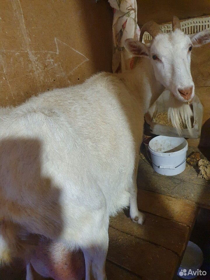 Высоко удойные козы купить на Зозу.ру - фотография № 5