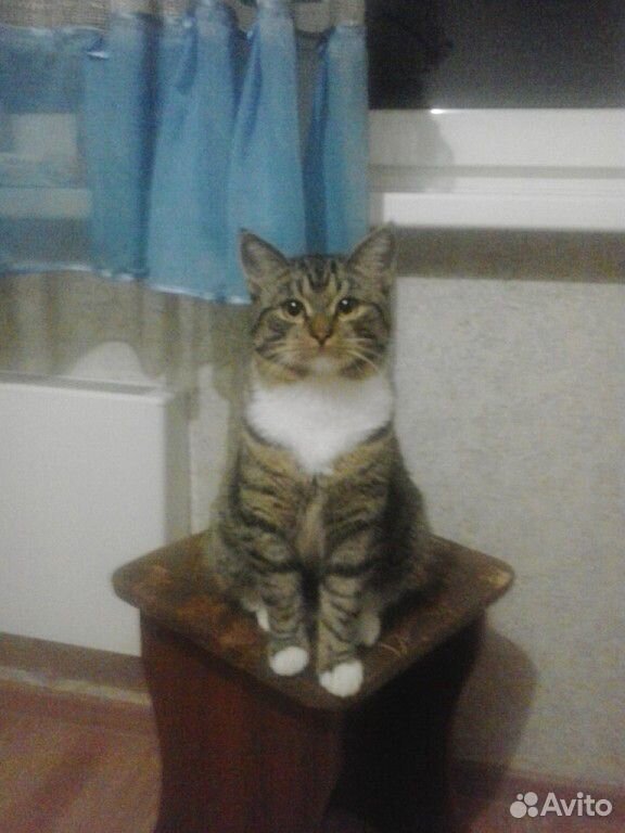 Отдам Сибирских котят купить на Зозу.ру - фотография № 2
