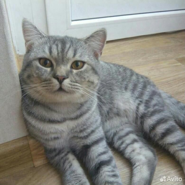 Британский котенок купить на Зозу.ру - фотография № 5