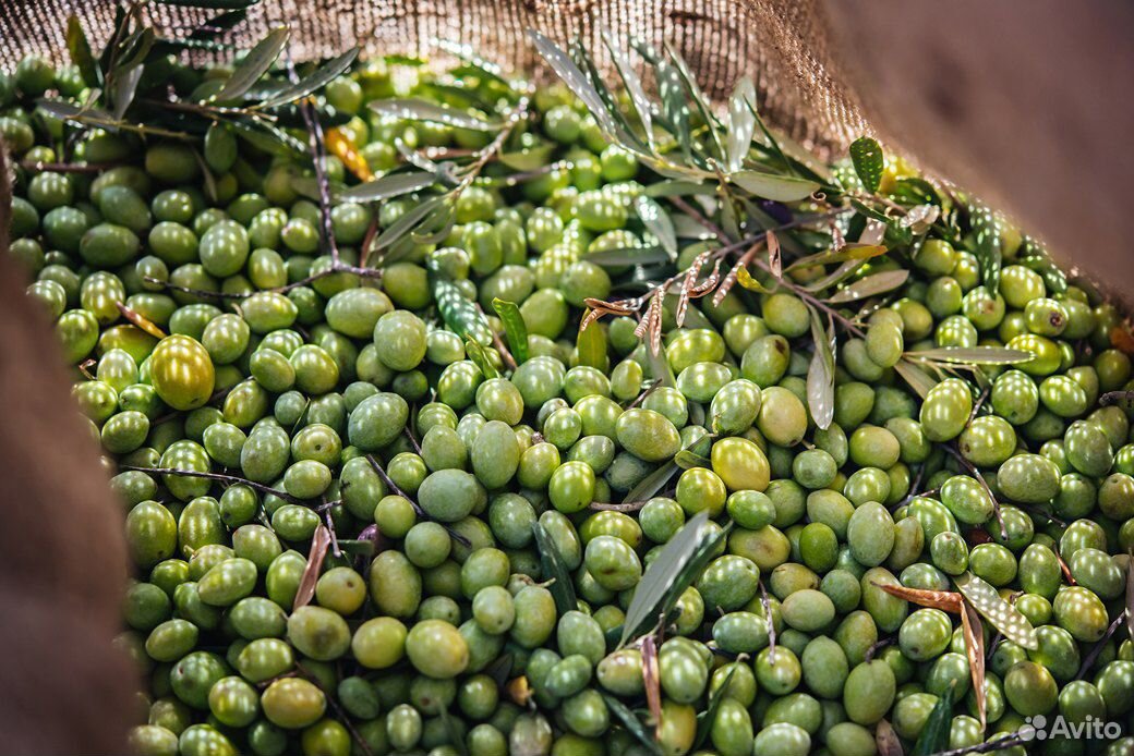 Олива европейская плодоносящая вечнозелёная купить на Зозу.ру - фотография № 2