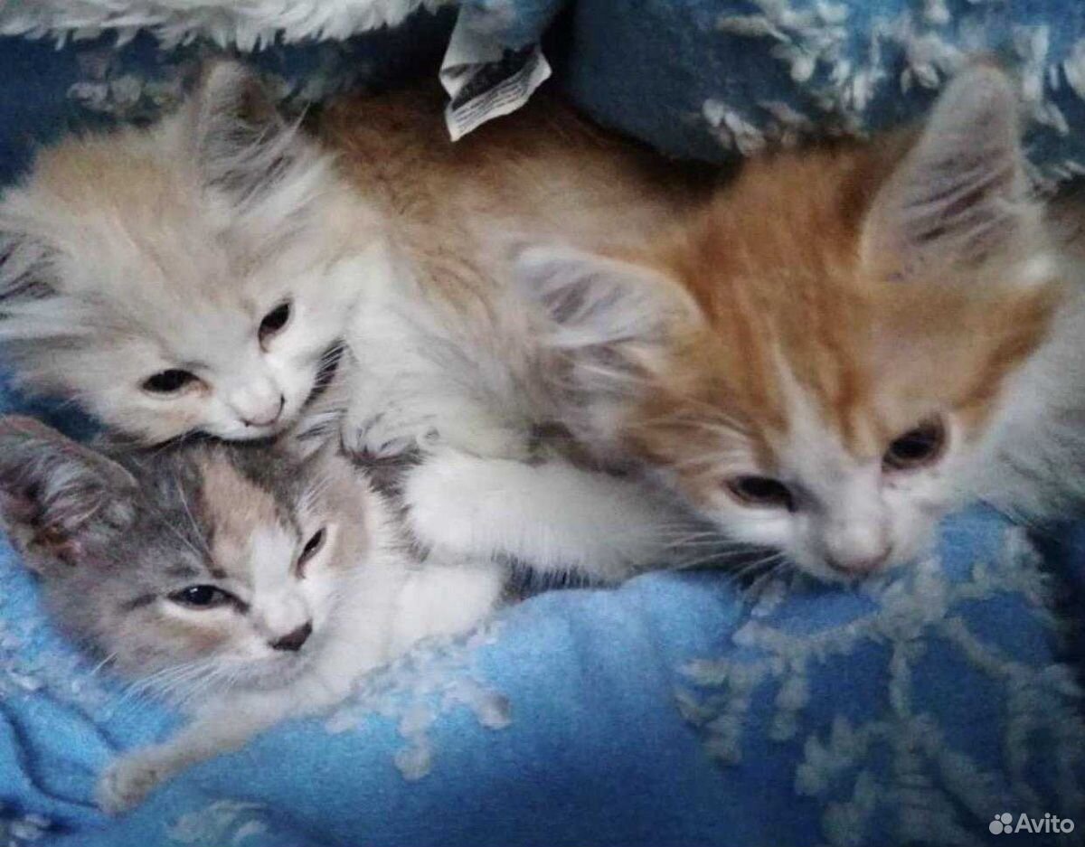 Три котенка купить на Зозу.ру - фотография № 3