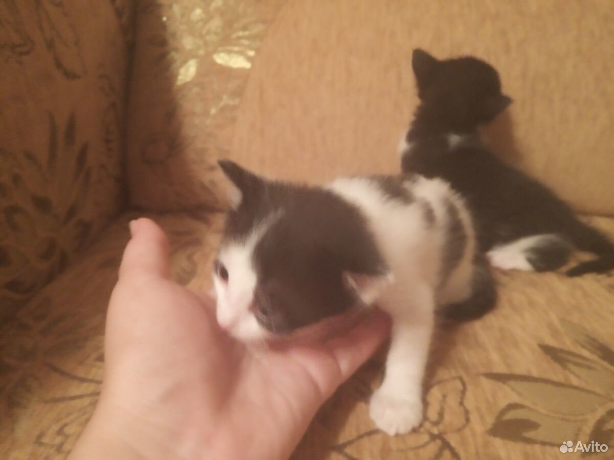 Подарим котят добрым людям купить на Зозу.ру - фотография № 10