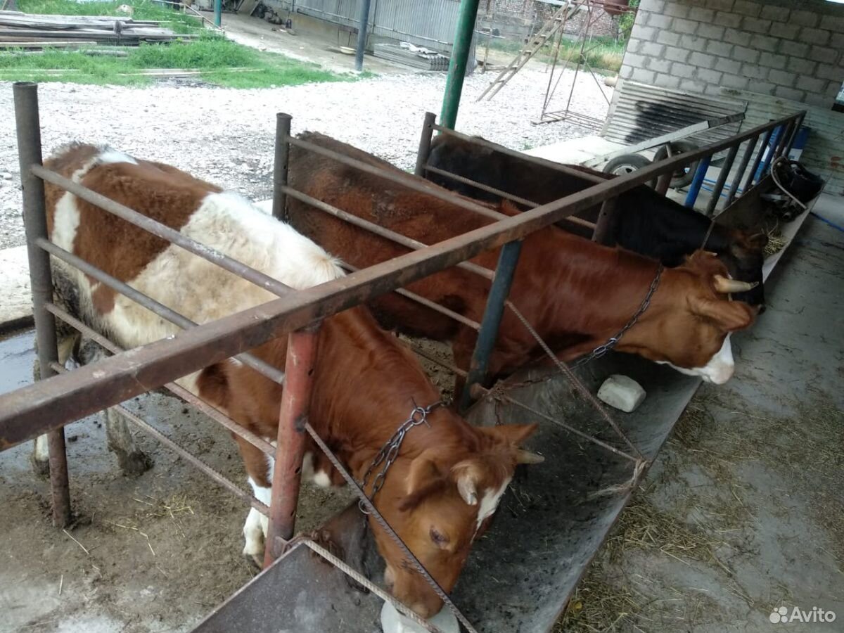 Продаю коров купить на Зозу.ру - фотография № 5