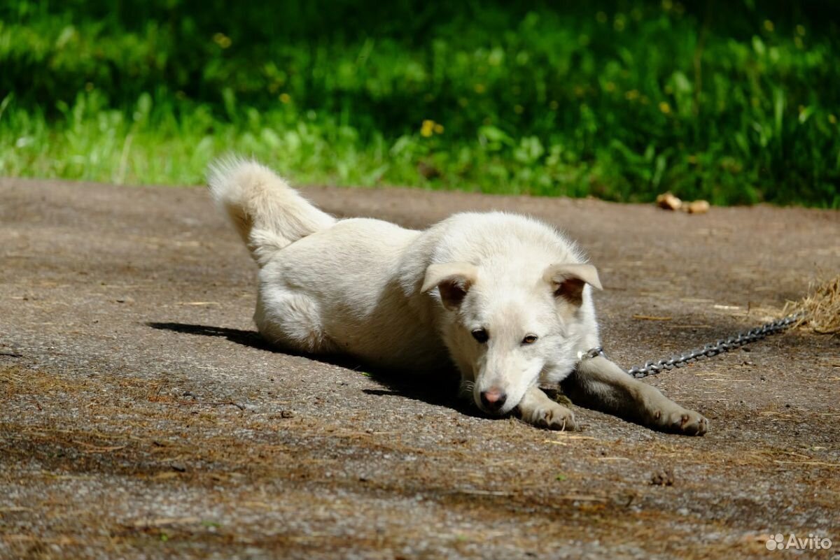 Собака Альб купить на Зозу.ру - фотография № 1