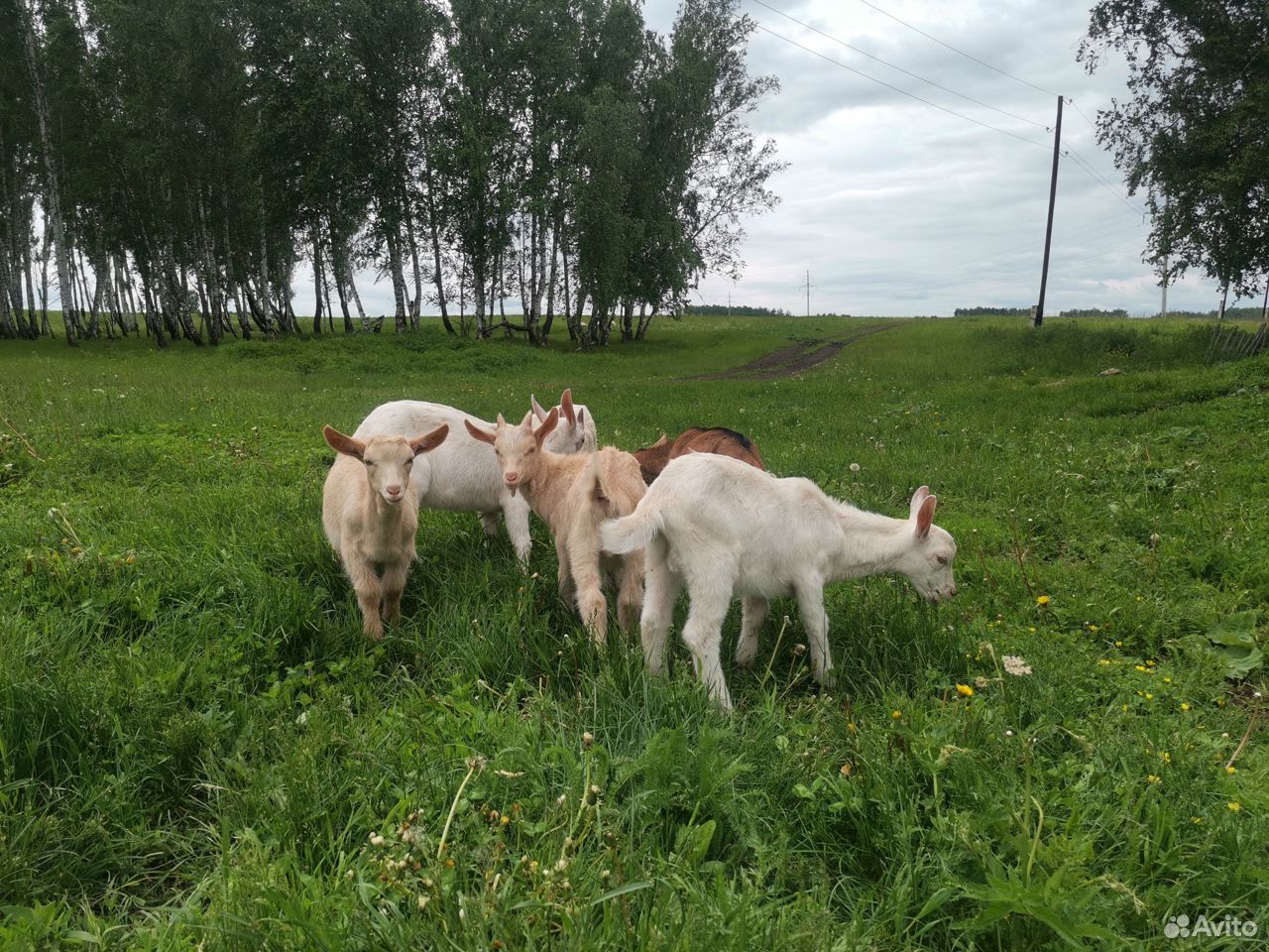 Зааненские козлята на племя купить на Зозу.ру - фотография № 6