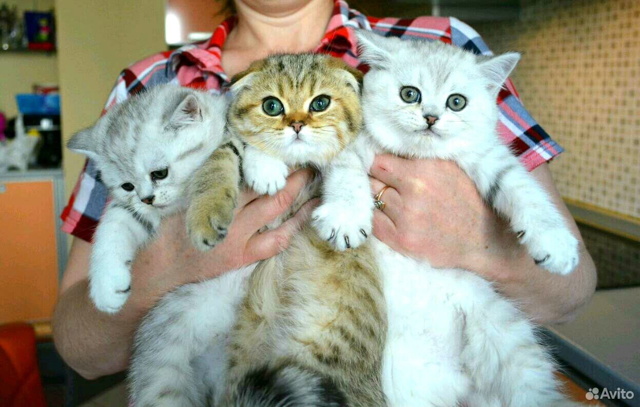 Купить Котенка Шотландца В Ачинске