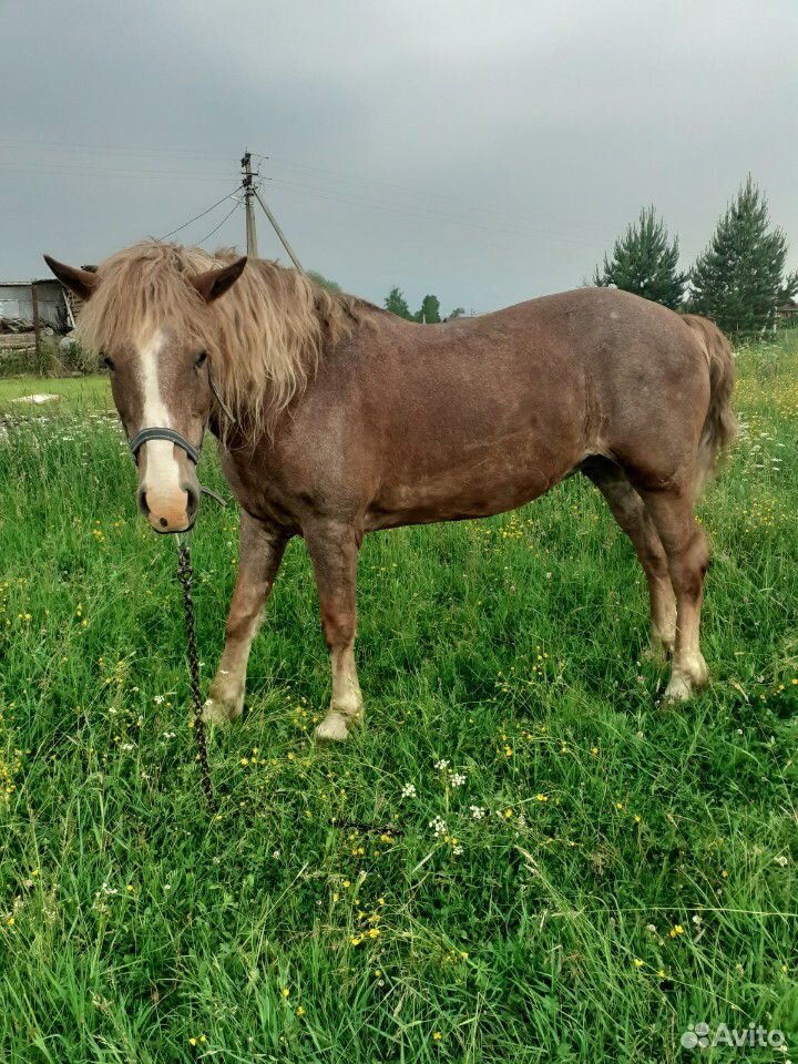 Лошадь и телка купить на Зозу.ру - фотография № 2