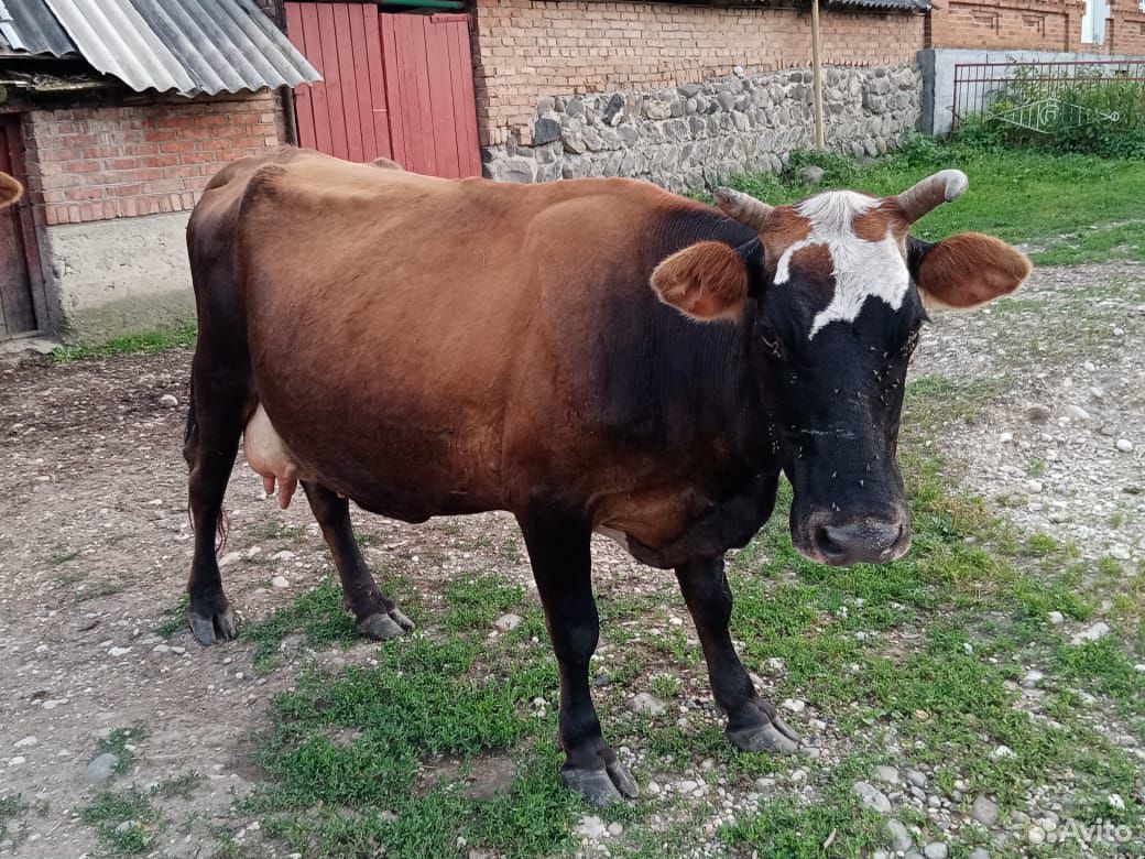 Корова дойная,с теленком дает 12литров молока купить на Зозу.ру - фотография № 4