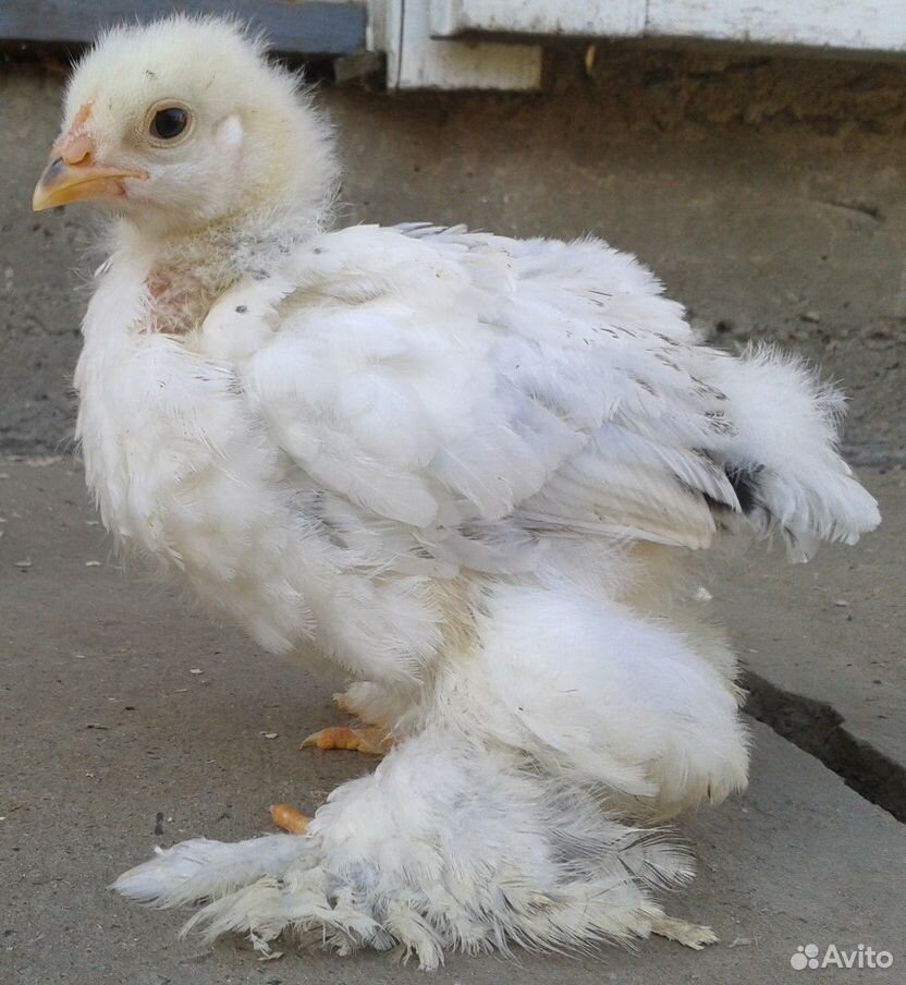 Цыплята брама колумбийская купить на Зозу.ру - фотография № 4