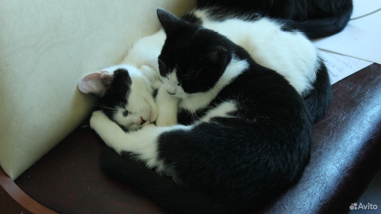Ласковые черно-белые котята, отдам купить на Зозу.ру - фотография № 9