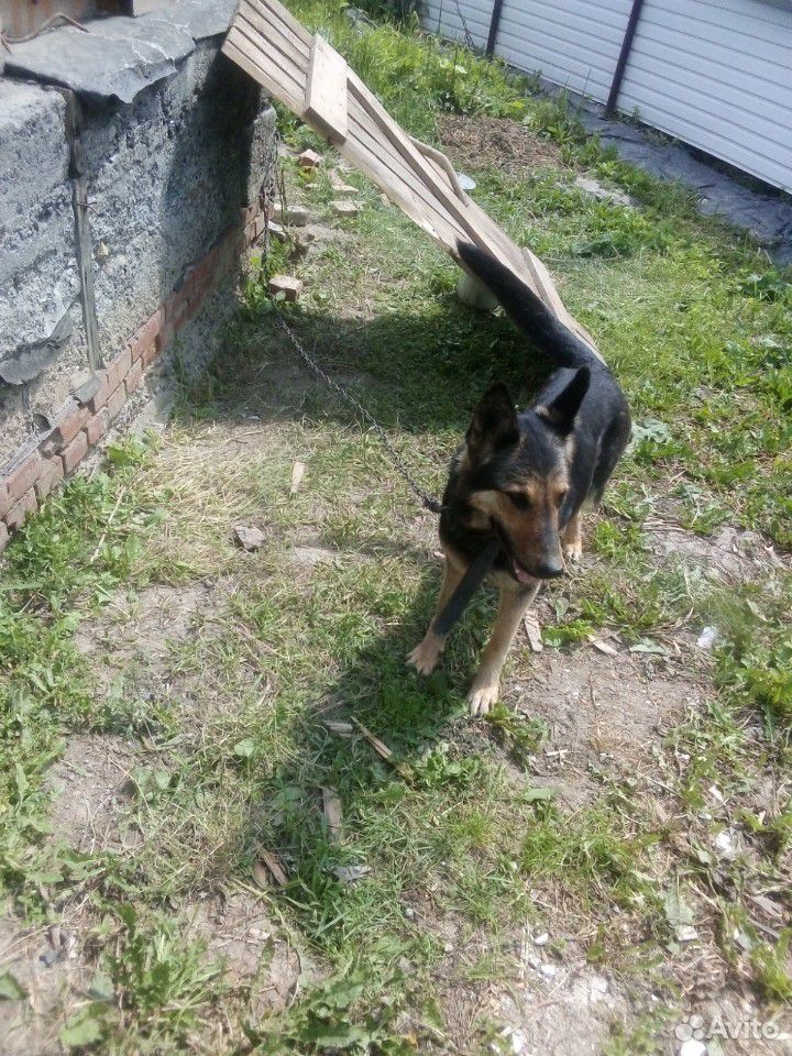 Собака купить на Зозу.ру - фотография № 10