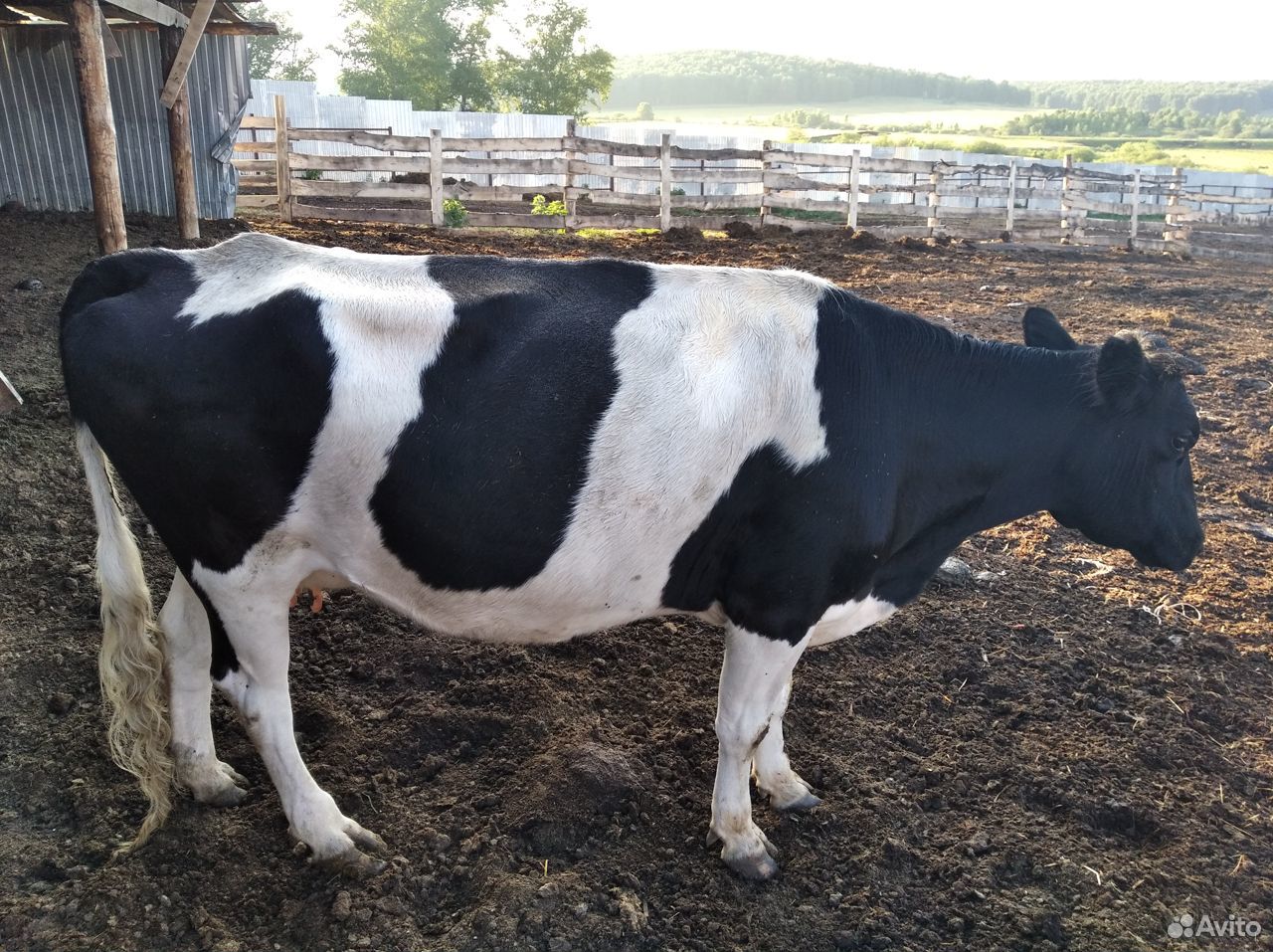 Продам стельную корову купить на Зозу.ру - фотография № 3