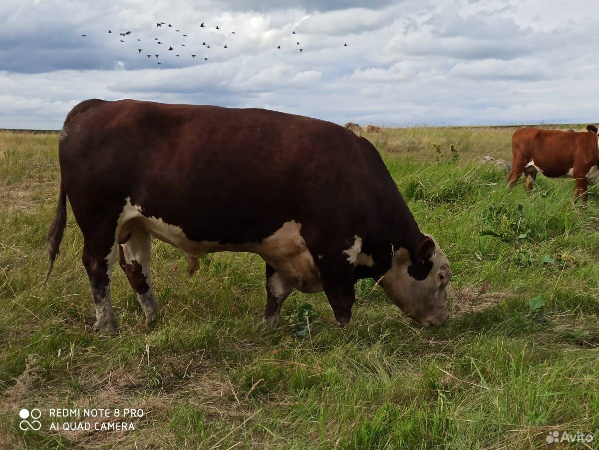 Крс бык производитель,породы Герефорд купить на Зозу.ру - фотография № 2