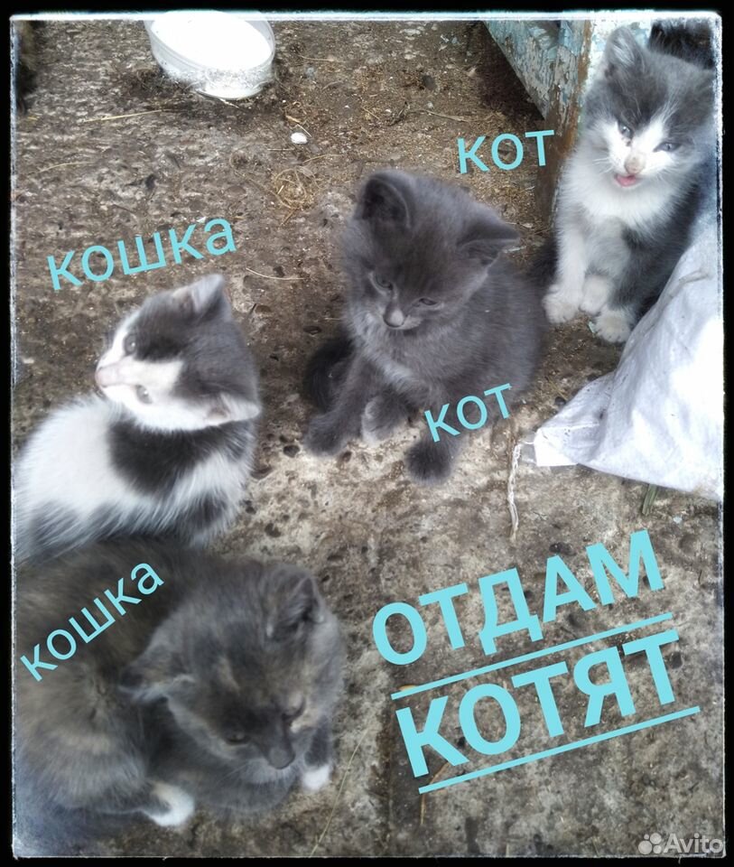 Котята 1 месяц купить на Зозу.ру - фотография № 1