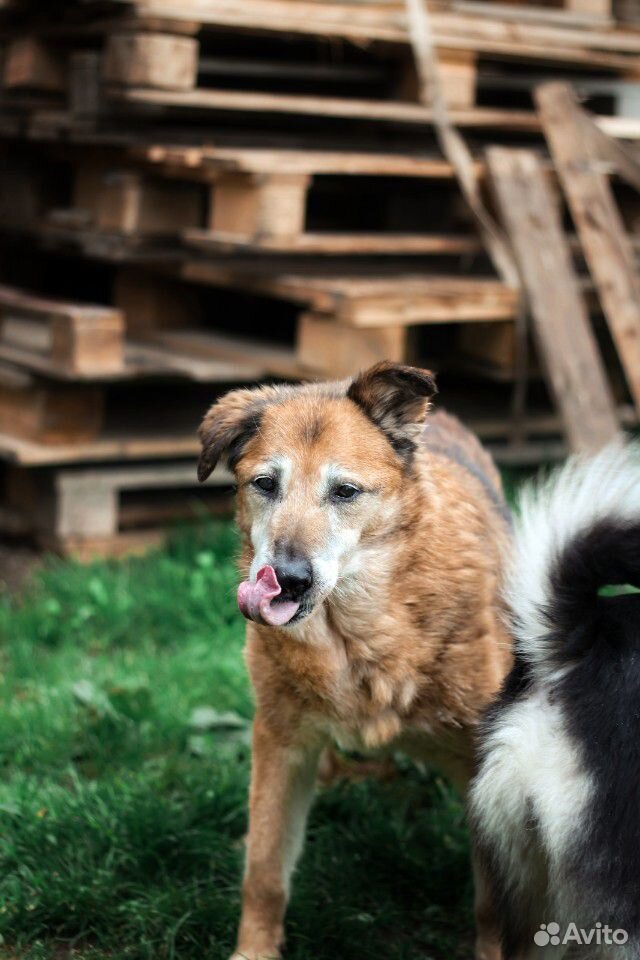 Собака ищет дом бесплатно купить на Зозу.ру - фотография № 3