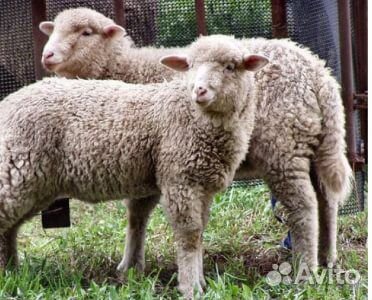 Овцы, бараны на Курбан купить на Зозу.ру - фотография № 1