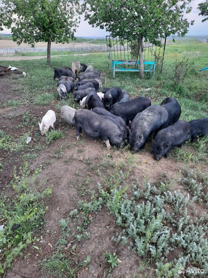 Поросят и свиней купить на Зозу.ру - фотография № 2