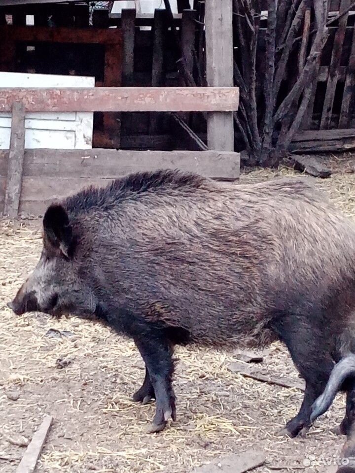 Продам свинья 2,5 года купить на Зозу.ру - фотография № 1