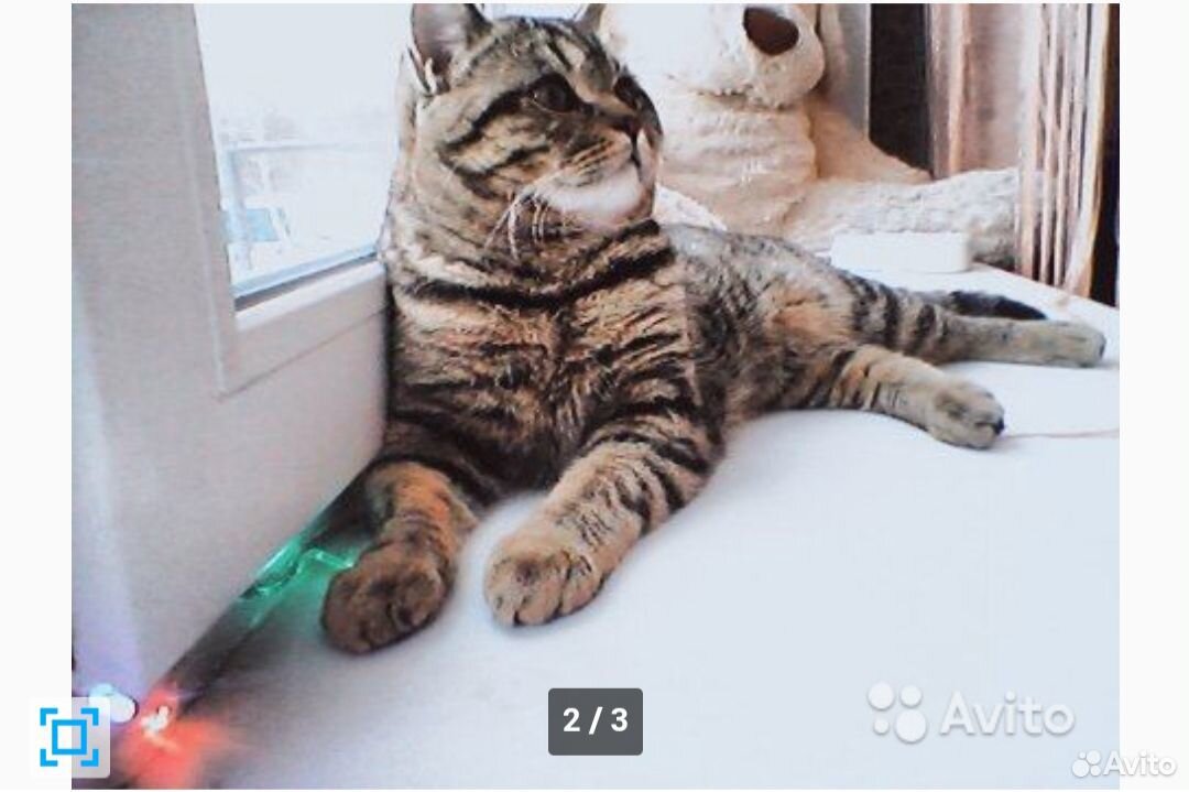 Продам котят шотландской породы купить на Зозу.ру - фотография № 1