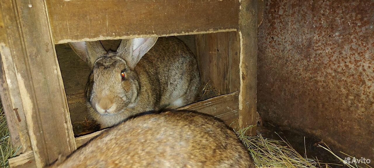 Кролики Великаны Калифорнийцы купить на Зозу.ру - фотография № 1