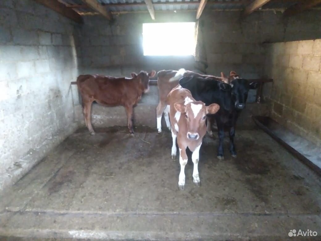 Коровы дойные быки тёлки телята цена договорная. н купить на Зозу.ру - фотография № 4