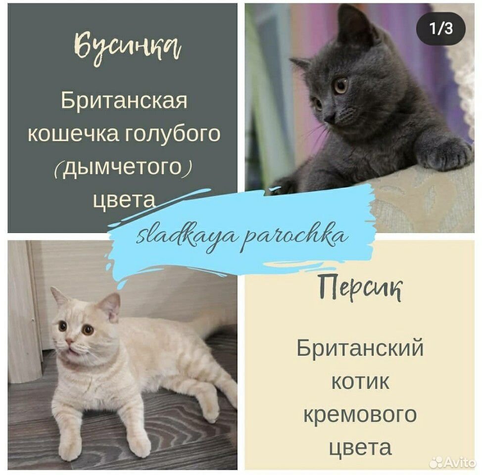 Британские котята купить на Зозу.ру - фотография № 10