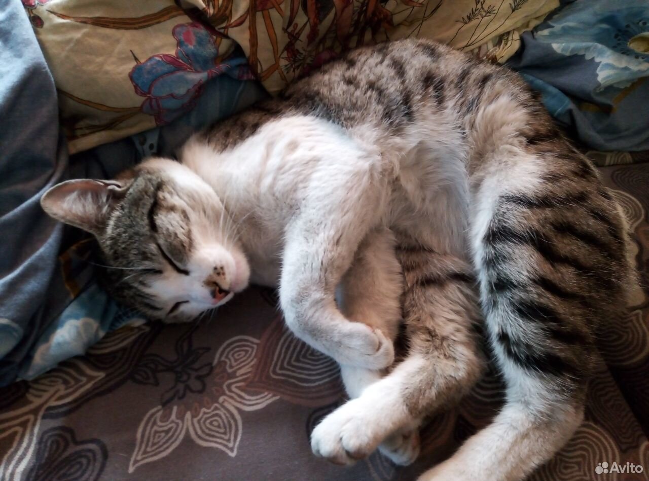 Потерялся кот, в Первомайском районе купить на Зозу.ру - фотография № 1