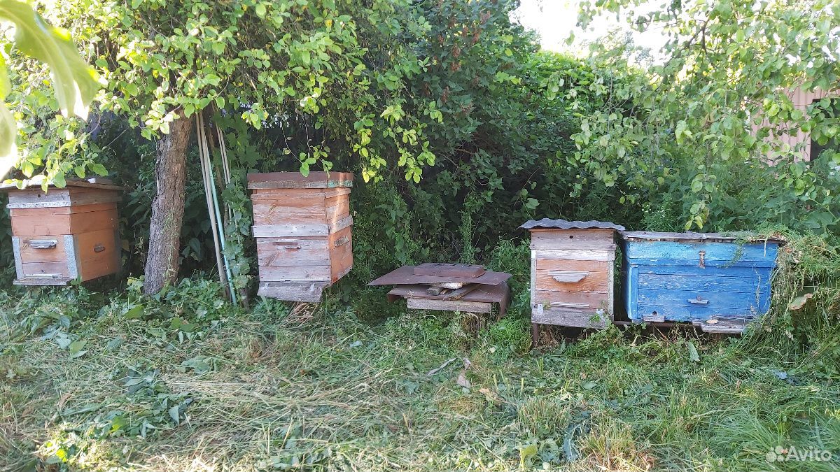 Пчелиные улья купить на Зозу.ру - фотография № 2