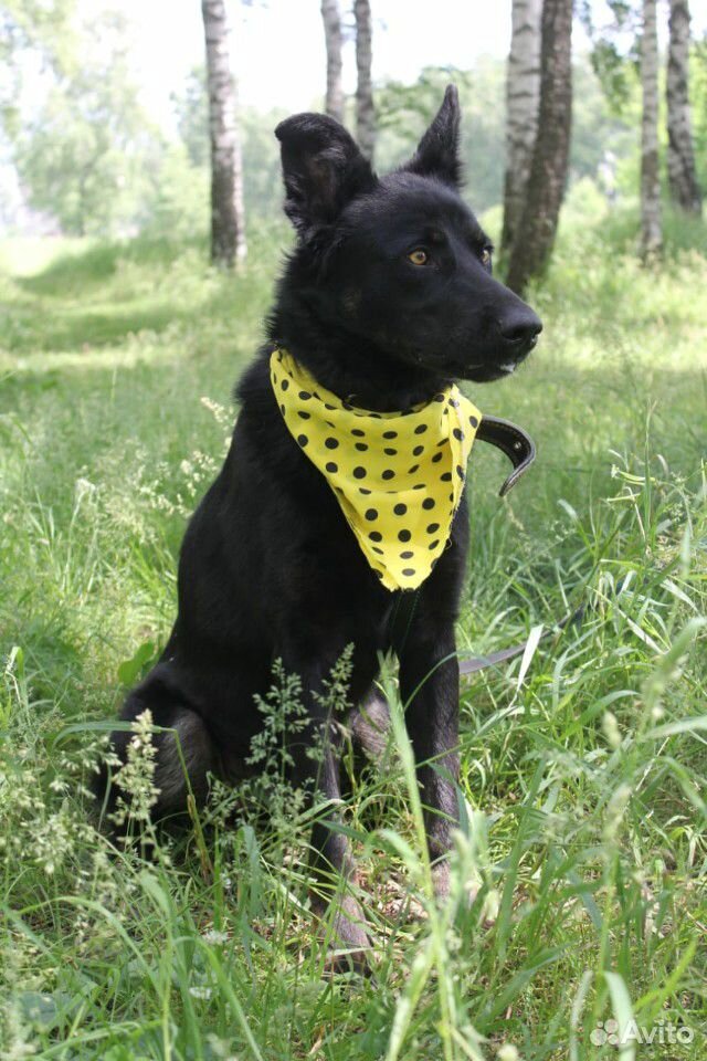 Активный пёс в дар купить на Зозу.ру - фотография № 7