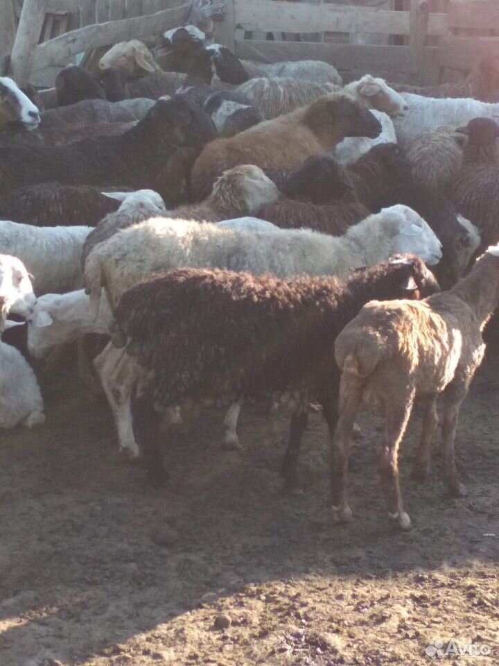Бараны овцы купить на Зозу.ру - фотография № 7