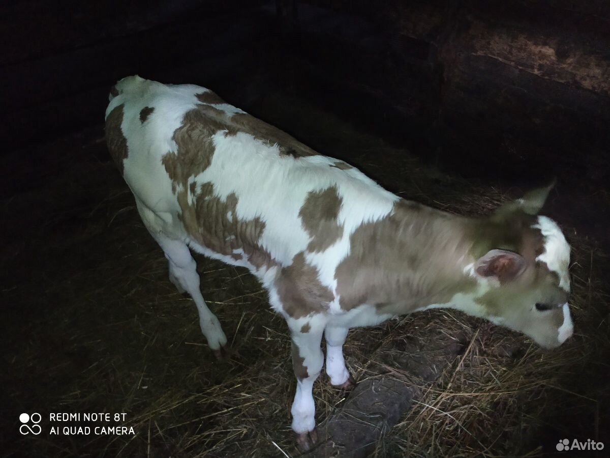 Корова, телка, теленок купить на Зозу.ру - фотография № 6
