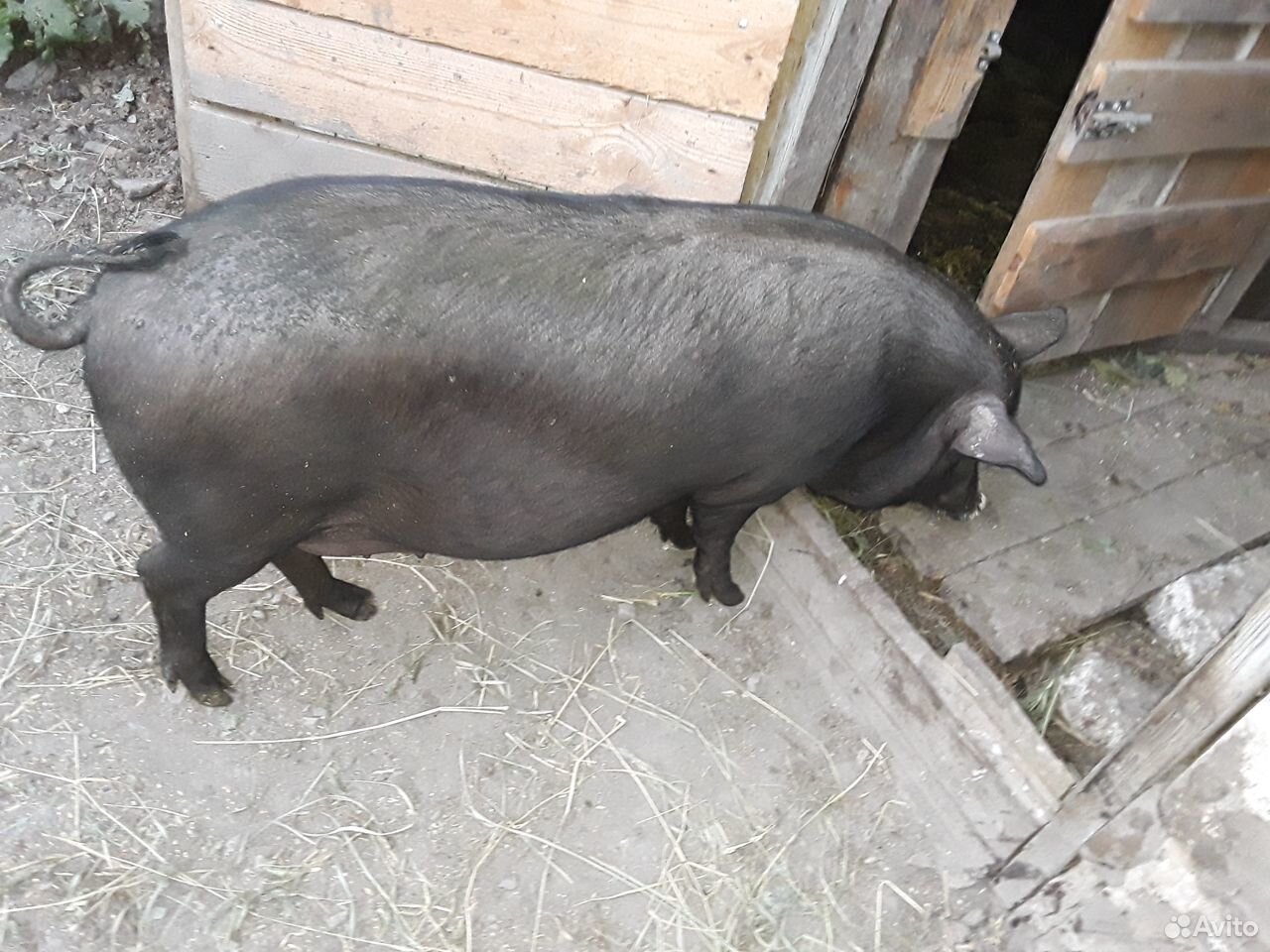 Домашняя свинина купить на Зозу.ру - фотография № 1