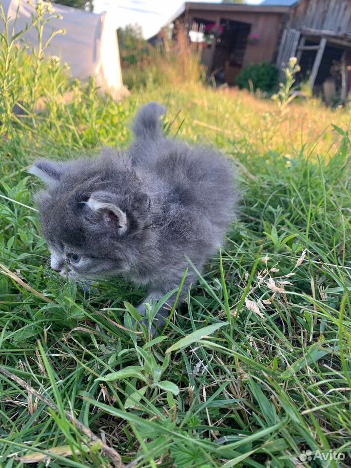 Купить Кошку В Новгороде