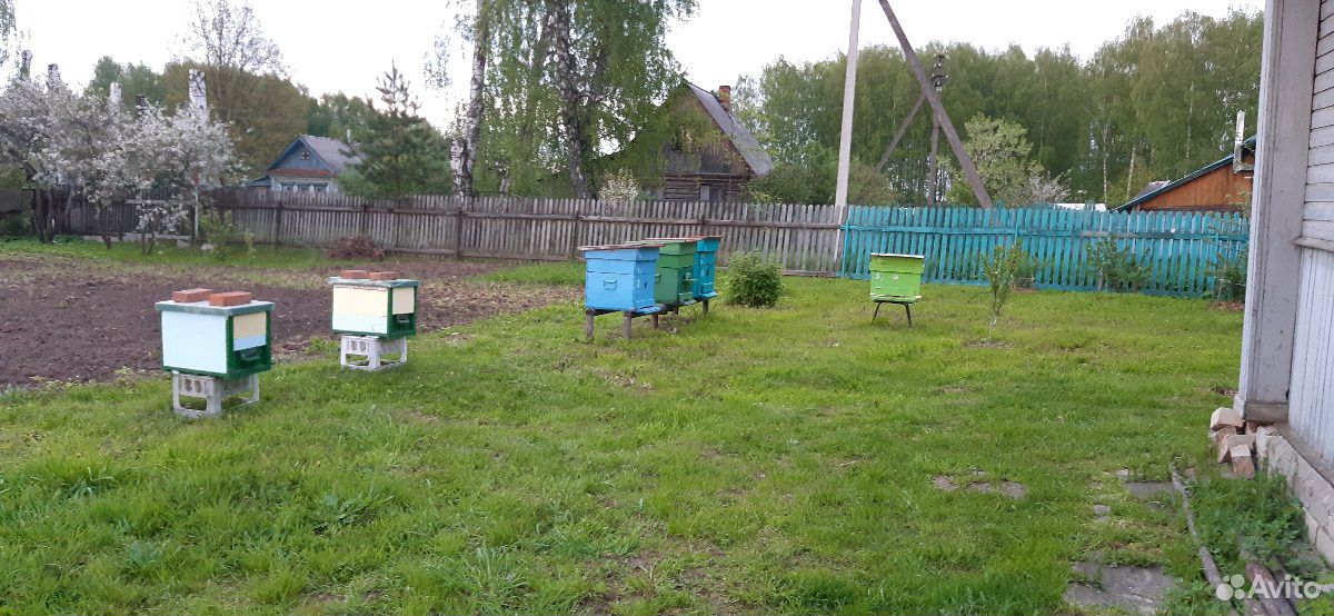 Пчелы,ульи,рои купить на Зозу.ру - фотография № 2