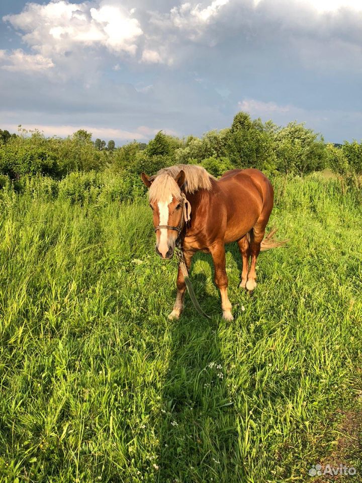 Лошадь порода Тяжеловоз купить на Зозу.ру - фотография № 3