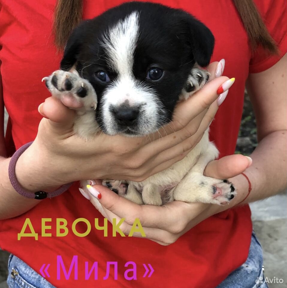 Щенки маленькой собачки купить на Зозу.ру - фотография № 3