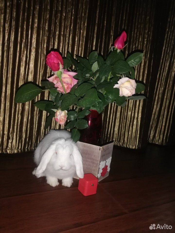 Кролик декоративный купить на Зозу.ру - фотография № 1