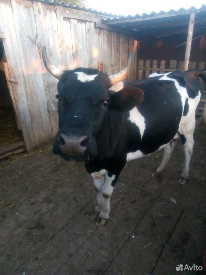 Продается корова,первотелка купить на Зозу.ру - фотография № 1