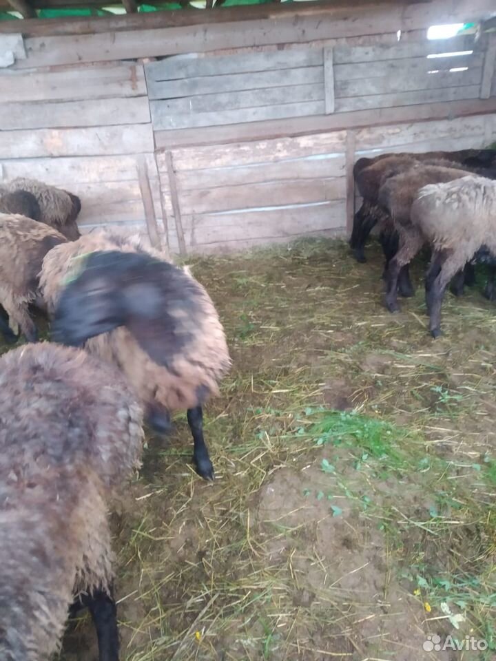 Овцы и бараны купить на Зозу.ру - фотография № 6